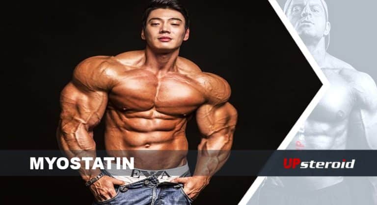 myostatine